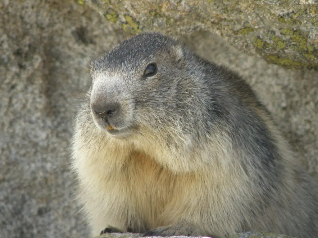 Portrait d'une marmotte au pelage grissonnant avec les deux incisives jaunes