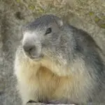 Portrait d'une marmotte au pelage grissonnant avec les deux incisives jaunes