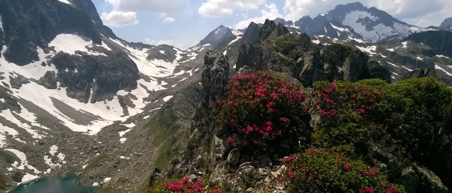 Rhododendrons en fleurs rose depuis un sommet minéral avec vue sur un lac bleu en fond de vallon et des sommets enneigés dans un ciel nuageux