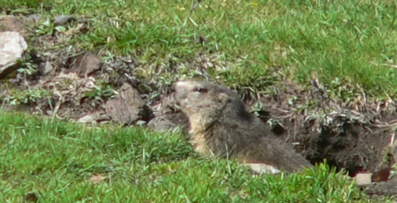 Marmotte surveillant les alentours en sortant de son terrier au milieu de la pelouse verte